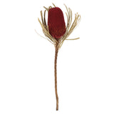 Vickerman 12" Natural Jumbo Banksia Flower with Stem, Red