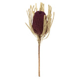 Vickerman 12" Natural Jumbo Banksia Flower with Stem, Violet
