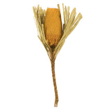 Vickerman 12" Natural Jumbo Banksia Flower with Stem, Yellow