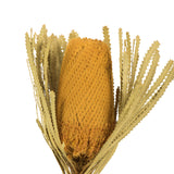 Vickerman 12" Banksia Flower with Dyed Foliage, Dried