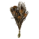 Vickerman 12" Autumn Banksia Foliage & Flowers-Preserved, 12-18"