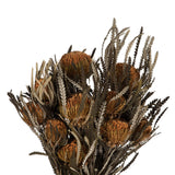 Vickerman 12" Autumn Banksia Foliage & Flowers-Preserved