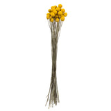 Vickerman 16-18" Yellow Billy Buttons Bundle, Dried, 16-18"