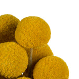 Vickerman 16-18" Yellow Billy Buttons Bundle, Dried