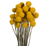 Vickerman 16-18" Yellow Billy Buttons Bundle, Dried