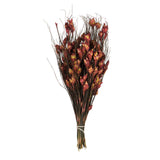 Vickerman 15-20" Bell Grass with Seed Pods, Preserved, Red