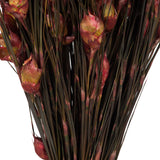 Vickerman 15-20" Bell Grass with Seed Pods, Preserved, Red