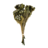 Vickerman Brunia Stem Bundle, Preserved, Natural Green