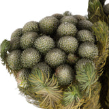 Vickerman Brunia Stem Bundle, Preserved