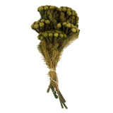 Vickerman Brunia Stem Bundle, Preserved, Green / Yellow