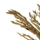Vickerman 36-40" Congo Grass Bundle, Dried