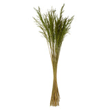 Vickerman 36-40" Congo Grass Bundle, Dried, Green