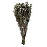 Vickerman Cotton Phylica Flower Bundle, Preserved, Natural
