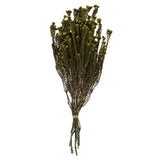 Vickerman Cotton Phylica Flower Bundle, Preserved, Basil