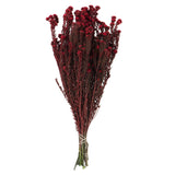 Vickerman Cotton Phylica Flower Bundle, Preserved, Red