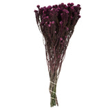 Vickerman Cotton Phylica Flower Bundle, Preserved, Orchid