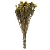 Vickerman Cotton Phylica Flower Bundle, Preserved, Yellow