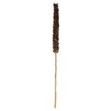 Vickerman Cierus Stem, Dried, 42-46"
