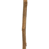 Vickerman Cierus Stem, Dried