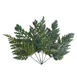 Vickerman 6-10" Green Davallia Fern, Preserved, 6-10"