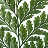 Vickerman 6-10" Green Davallia Fern, Preserved