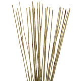 Vickerman 40-42" Elephant Reed Bundle, Dried