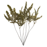 Vickerman 6-10" Green Felci Fern, Preserved, 6-10"