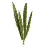 Vickerman 8-10" Green Foxtail Fern Bunch Preserved, 8-10"