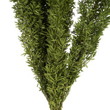 Vickerman 8-10" Green Foxtail Fern Bunch Preserved
