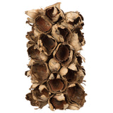 Vickerman Giant Seed Pod Segment, Dried, Natural