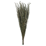 Vickerman 22"-26" Grabia Bundle, Preserved, Natural White