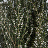 Vickerman 22"-26" Grabia Bundle, Preserved