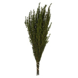 Vickerman 22"-26" Grabia Bundle, Preserved, Basil