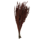 Vickerman 22"-26" Grabia Bundle, Preserved, Red