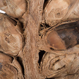 Vickerman Natural Giant Seed Pod Segment, Dried
