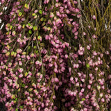 Vickerman 18-20" Heather Bundle, Preserved