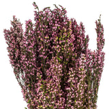 Vickerman 18-20" Heather Bundle, Preserved