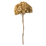 Vickerman Natural Botanicals 15" Hydrangea with Multiple Branch Segments, Preserved, Ivory