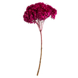 Vickerman Natural Botanicals 15" Hydrangea with Multiple Branch Segments, Preserved, Raspberry