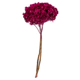 Vickerman Natural Botanicals 15" Hydrangea with Multiple Branch Segments, Preserved, Merlot