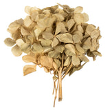 Vickerman 10 x 3 x 21" Tray of Hydrangea Pieces, Preserved, Natural