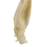 Vickerman 36-38" Sea Kelp, Dried