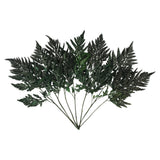 Vickerman 12-15" Green Leatherleaf Fern, Preserved, 12-15"