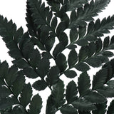 Vickerman 12-15" Green Leatherleaf Fern, Preserved
