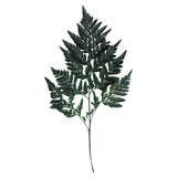 Vickerman 12-15" Green Leatherleaf Fern, Preserved