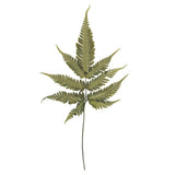 Vickerman 18-20" Basil Ombre Fern, Preserved