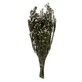 Vickerman 12-22" Natural Phylica Bundle, Preserved, Natural White