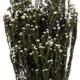Vickerman 12-22" Natural Phylica Bundle, Preserved