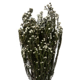 Vickerman 12-22" Natural Phylica Bundle, Preserved