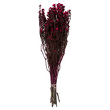 Vickerman 12-22" Natural Phylica Bundle, Preserved, Raspberry
